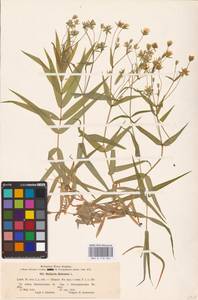 Rabelera holostea (L.) M.T.Sharples & E.A.Tripp, Восточная Европа, Южно-Украинский район (E12) (Украина)