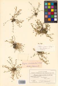 Sagina maxima subsp. crassicaulis (S. Watson) G. E. Crow, Сибирь, Дальний Восток (S6) (Россия)