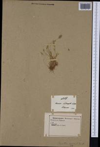 Trisetaria aurea (Ten.) Pignatti, Западная Европа (EUR) (Италия)