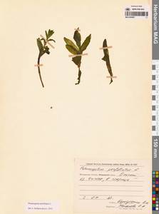 Рдест пронзеннолистный, Рдест стеблеобъемлющий L., Сибирь, Чукотка и Камчатка (S7) (Россия)