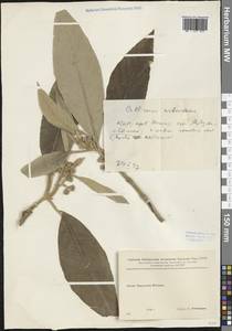 Callicarpa arborea Roxb., Зарубежная Азия (ASIA) (КНР)