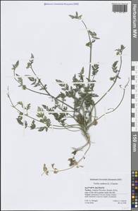 Пупырник узловатый, Торилис узловатый (L.) Gaertn., Зарубежная Азия (ASIA) (Турция)