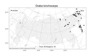 Draba lonchocarpa, Крупка длинноплодная Rydb., Атлас флоры России (FLORUS) (Россия)