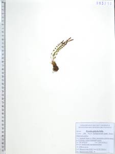 Вудсия головатая, Вудсия гладковатая R.Br., Сибирь, Дальний Восток (S6) (Россия)