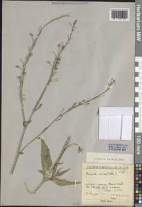 Свербига восточная L., Восточная Европа, Северо-Западный район (E2) (Россия)