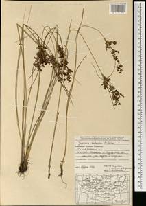 Ситник орхонский Novikov, Монголия (MONG) (Монголия)