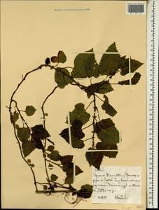 Urticaceae, Африка (AFR) (Эфиопия)