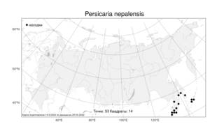 Persicaria nepalensis, Головкоцветник непальский (Meisn.) H. Gross, Атлас флоры России (FLORUS) (Россия)