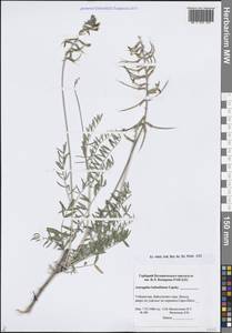 Астрагал кабадианский Lipsky, Средняя Азия и Казахстан, Памир и Памиро-Алай (M2) (Узбекистан)