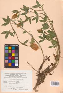 Клевер венгерский Jacq., Восточная Европа, Западно-Украинский район (E13) (Украина)