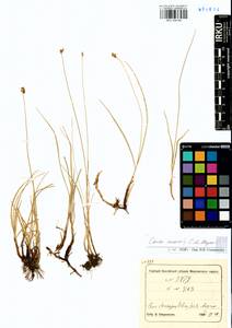 Осока безжилковая C.A.Mey., Сибирь, Центральная Сибирь (S3) (Россия)