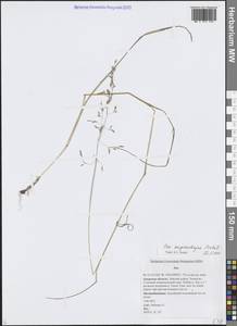 Poa pratensis subsp. pratensis, Сибирь, Дальний Восток (S6) (Россия)