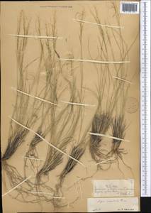 Ковыль восточный Trin., Средняя Азия и Казахстан, Джунгарский Алатау и Тарбагатай (M5) (Казахстан)