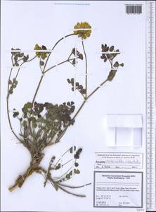 Coronilla orientalis Mill., Зарубежная Азия (ASIA) (Турция)