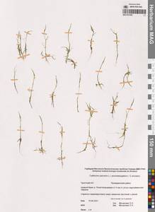 Болотник обыкновенный L., Сибирь, Чукотка и Камчатка (S7) (Россия)