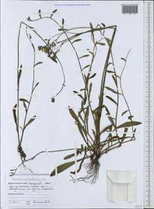 Pilosella piloselloides subsp. piloselloides, Кавказ, Черноморское побережье (от Новороссийска до Адлера) (K3) (Россия)