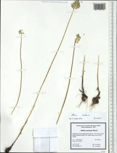 Allium guttatum subsp. sardoum (Moris) Stearn, Западная Европа (EUR) (Северная Македония)