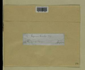 Drepanocladus aduncus (Hedw.) Warnst., Гербарий мохообразных, Мхи - Центральное Нечерноземье (B6) (Россия)