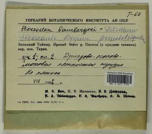 Flexitrichum flexicaule (Schwägr.) Ignatov & Fedosov, Гербарий мохообразных, Мхи - Красноярский край, Тыва и Хакасия (B17) (Россия)