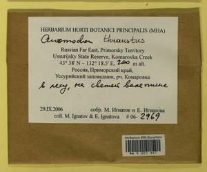 Anomodon thraustus Müll. Hal., Гербарий мохообразных, Мхи - Дальний Восток (без Чукотки и Камчатки) (B20) (Россия)