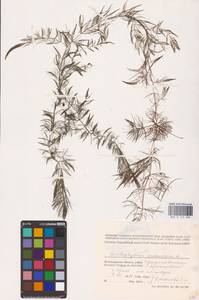 Роголистник светло-зеленый L., Восточная Европа, Нижневолжский район (E9) (Россия)