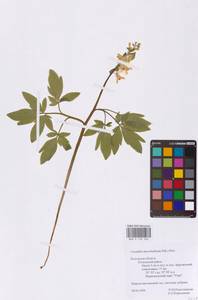 Хохлатка полая (L.) Schweigg. & Körte, Восточная Европа, Центральный район (E4) (Россия)