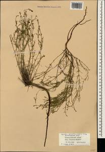 Cynanchica graveolens subsp. graveolens, Кавказ, Дагестан (K2) (Россия)