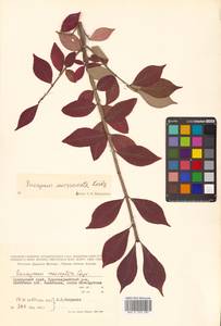 Бересклет крылатый (Thunb.) Siebold, Сибирь, Дальний Восток (S6) (Россия)