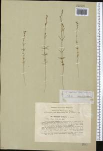 Crucianella sabulosa Korovin & Krasch., Средняя Азия и Казахстан, Каракумы (M6) (Туркмения)