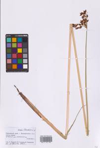 Схеноплектус озерный (L.) Palla, Сибирь, Дальний Восток (S6) (Россия)