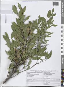 Prunus ledebouriana (Schltdl.) Y.Y.Yao, Средняя Азия и Казахстан, Джунгарский Алатау и Тарбагатай (M5) (Казахстан)