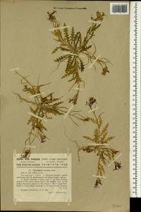 Chorispora purpurascens (Banks & Sol.) Eig, Зарубежная Азия (ASIA) (Израиль)