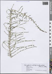 Caroxylon imbricatum (Forssk.) Akhani & Roalson, Африка (AFR) (Марокко)
