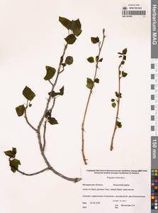 Тополь дрожащий, Осина L., Сибирь, Чукотка и Камчатка (S7) (Россия)