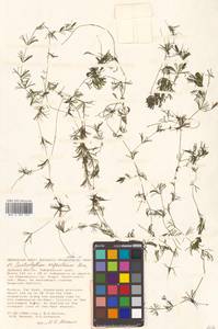 Ceratophyllum platyacanthum subsp. oryzetorum (Kom.) Les, Сибирь, Дальний Восток (S6) (Россия)
