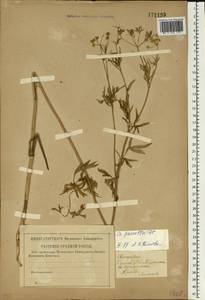 Бутень Прескотта DC., Восточная Европа, Нижневолжский район (E9) (Россия)