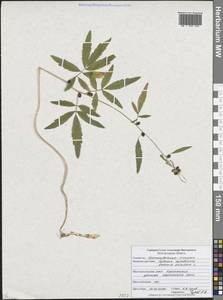 Сердечник клубненосный (L.) Crantz, Восточная Европа, Центральный лесостепной район (E6) (Россия)