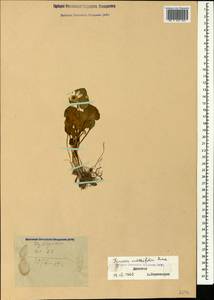 Чистяк калужницелистный Rchb., Кавказ, Дагестан (K2) (Россия)