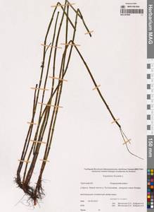Хвощ приречный, Хвощ топяной L., Сибирь, Чукотка и Камчатка (S7) (Россия)