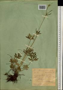 Лютик многоцветковый L., Сибирь, Западный (Казахстанский) Алтай (S2a) (Казахстан)