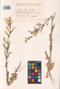 Смолевка клейкая (L.) Pers., Восточная Европа, Нижневолжский район (E9) (Россия)