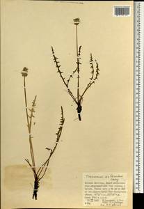 Taraxacum multisectum Kitag., Монголия (MONG) (Монголия)
