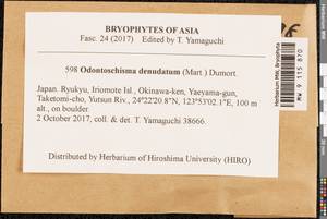 Odontoschisma denudatum (Mart.) Dumort., Гербарий мохообразных, Мхи - Азия (вне границ бывшего СССР) (BAs) (Япония)