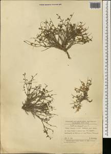 Salvia aegyptiaca L., Африка (AFR) (Египет)