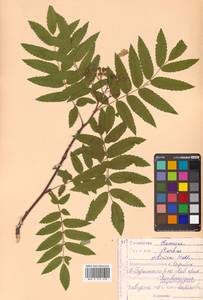 Рябина гладковатая (Wimm. & Grab.) Hedl., Сибирь, Дальний Восток (S6) (Россия)