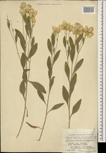 Psephellus erivanensis subsp. erivanensis, Кавказ, Армения (K5) (Армения)