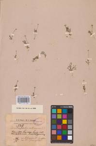 Рогоглавник серповидный (L.) Cramer, Восточная Европа, Нижневолжский район (E9) (Россия)