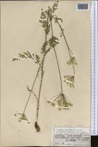 Скалигерия шероховатая (Regel & Schmalh.) Lipsky ex Korovin, Средняя Азия и Казахстан, Памир и Памиро-Алай (M2) (Киргизия)