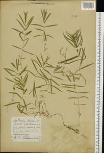 Rabelera holostea (L.) M. T. Sharples & E. A. Tripp, Восточная Европа, Белоруссия (E3a) (Белоруссия)