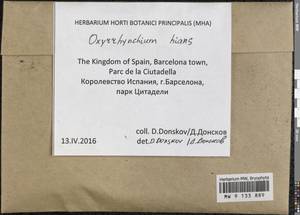 Oxyrrhynchium hians (Hedw.) Loeske, Гербарий мохообразных, Мхи - Западная Европа (BEu) (Испания)